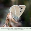 polyommatus damonides nusnus male 4